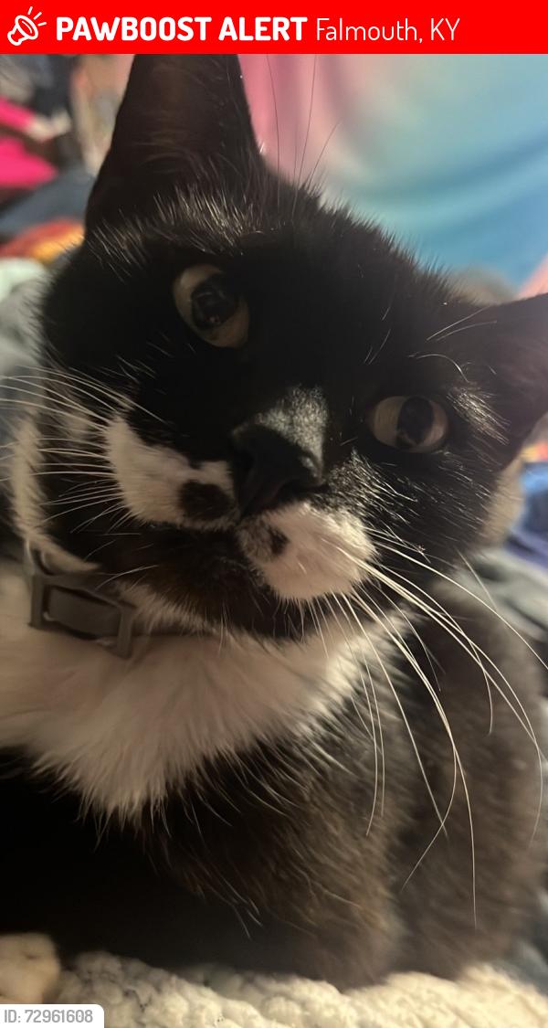 Lost Male Cat last seen US 27, Falmouth, KY 41040