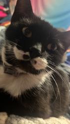 Lost Male Cat last seen US 27, Falmouth, KY 41040