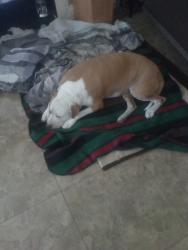 Lost Male Dog last seen Miller and Phoenix Ave , Modesto, CA 95354