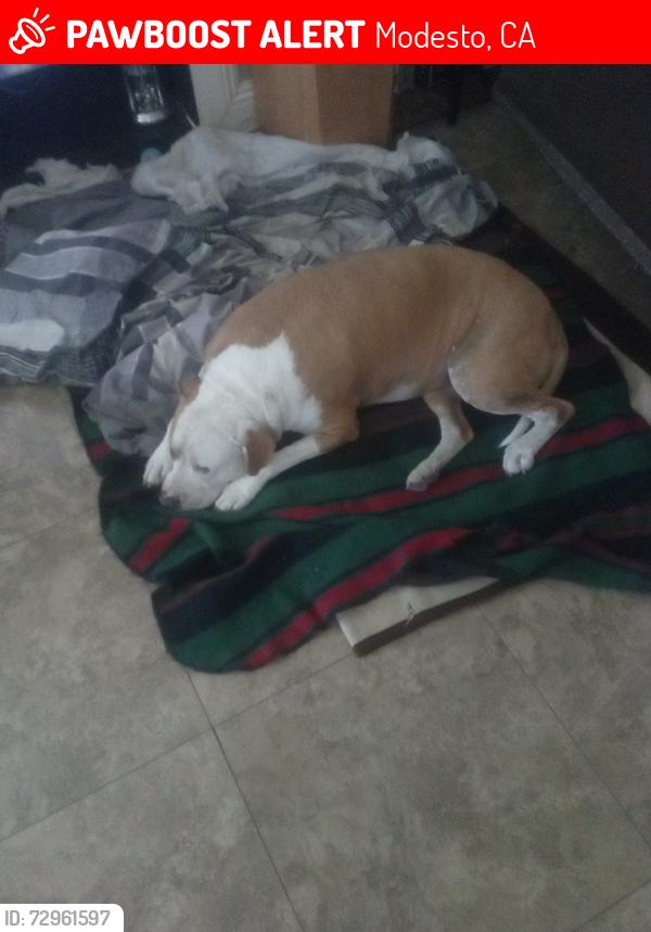 Lost Male Dog last seen Miller and Phoenix Ave , Modesto, CA 95354