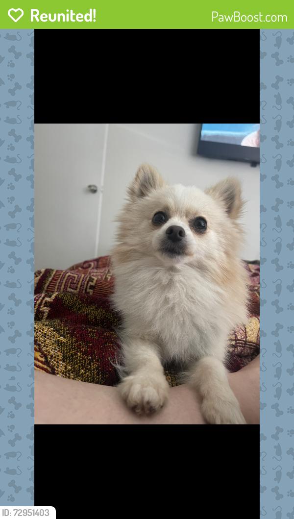 Reunited Male Dog last seen Midway ave San Leandro , San Leandro, CA 94577