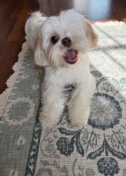 Lost Female Dog last seen Chapman & Euclid, Garden Grove, CA 92840