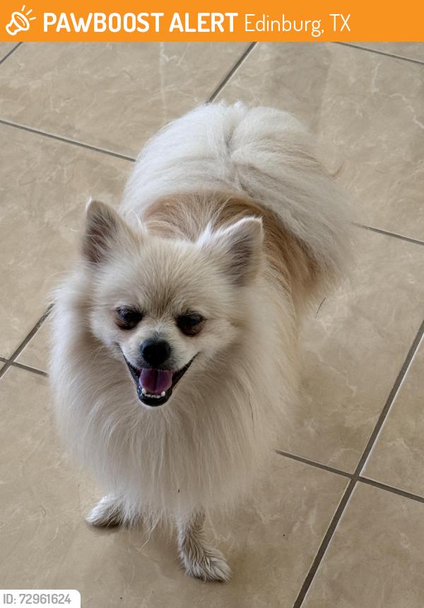 Found/Stray Male Dog last seen Near yellow rose dr Edinburg, tx 78539, Edinburg, TX 78539