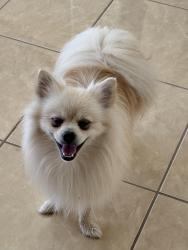 Found/Stray Male Dog last seen Near yellow rose dr Edinburg, tx 78539, Edinburg, TX 78539