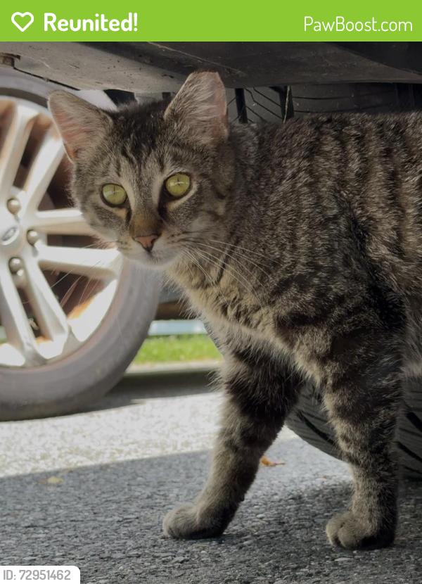 Reunited Unknown Cat last seen Ridge road Glenn Mills, Ridge Rd,  19317