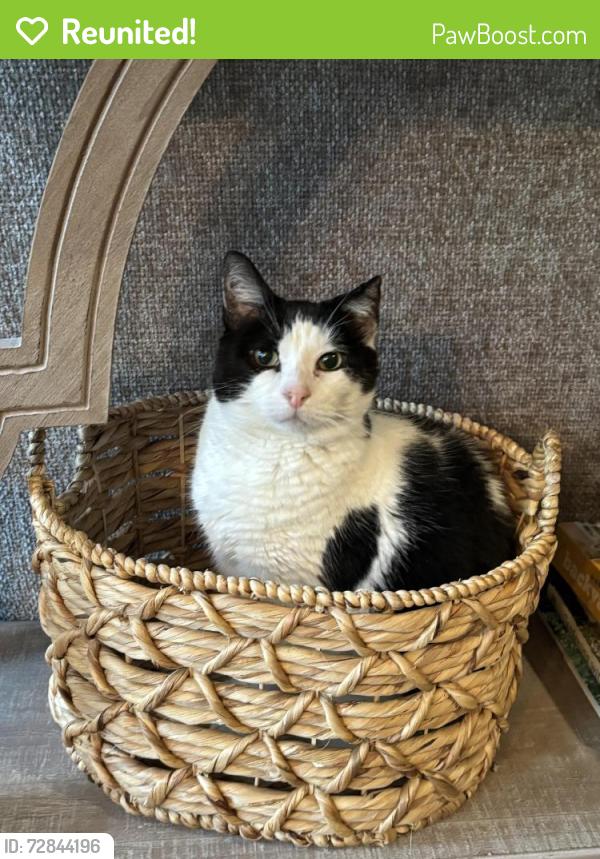 Reunited Male Cat last seen Massard Rd, Rogers Ave, Fort Smith, AR 72903