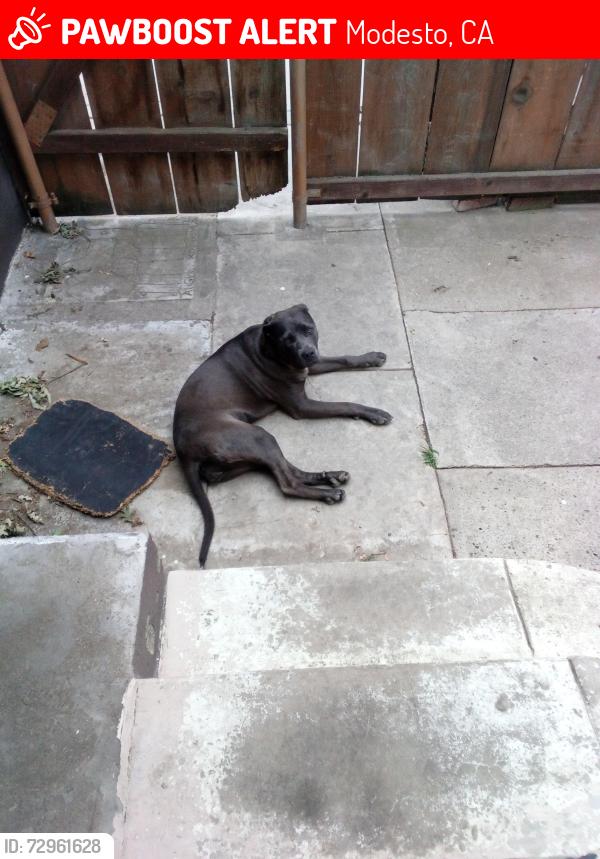 Lost Female Dog last seen Miller and Phoenix Ave , Modesto, CA 95354