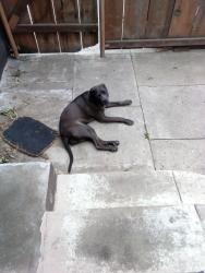 Lost Female Dog last seen Miller and Phoenix Ave , Modesto, CA 95354