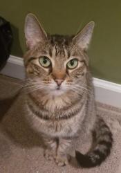Lost Female Cat last seen Gage and Burlingame, 45th st and Misty Harbor. Berkshire golf club area, Topeka, KS 66610
