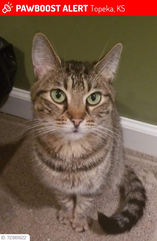Lost Female Cat last seen Gage and Burlingame, 45th st and Misty Harbor. Berkshire golf club area, Topeka, KS 66610