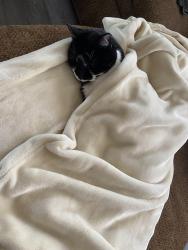 Reunited Male Cat last seen Francis Ave & Carville Ave, Arbutus, MD 21227