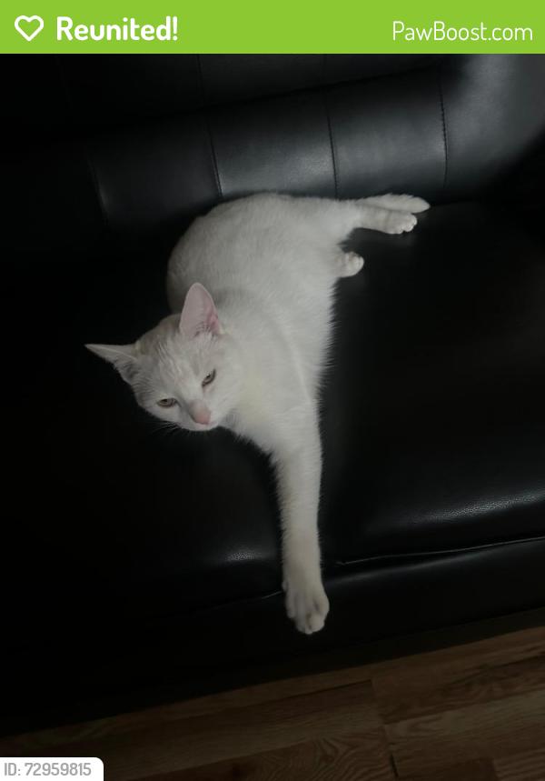 Reunited Male Cat last seen 4th street and Depot rd, Huntington Station, NY 11746