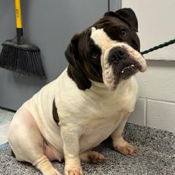 Shelter Stray Female Dog last seen , Greenville, SC 29609