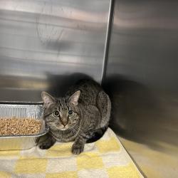 Shelter Stray Unknown Cat last seen , Greensboro, NC 27409