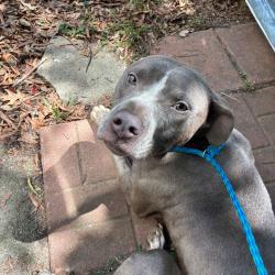 Shelter Stray Male Dog last seen , Greensboro, NC 27409