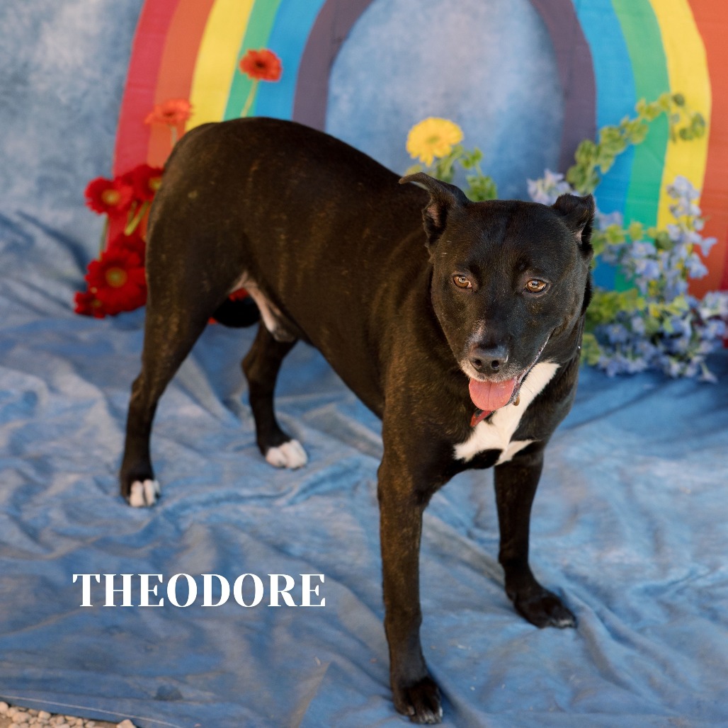 Shelter Stray Male Dog last seen , Philadelphia, PA 19140