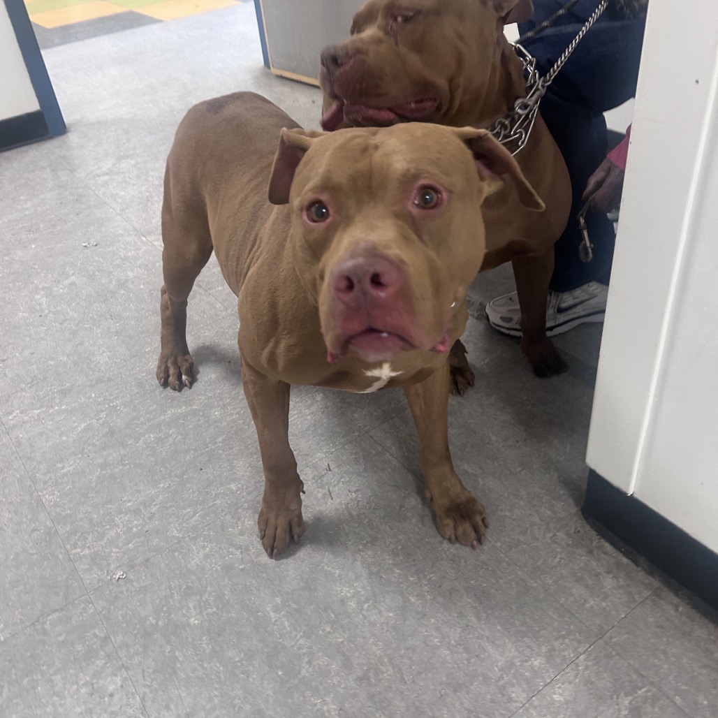 Shelter Stray Male Dog last seen , Philadelphia, PA 19140