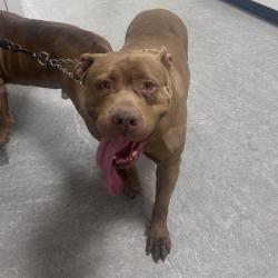 Shelter Stray Female Dog last seen , Philadelphia, PA 19140