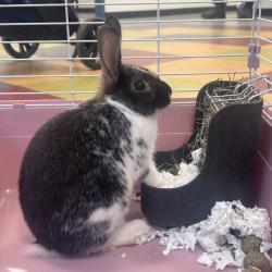 Shelter Stray Male Rabbit last seen , Philadelphia, PA 19140