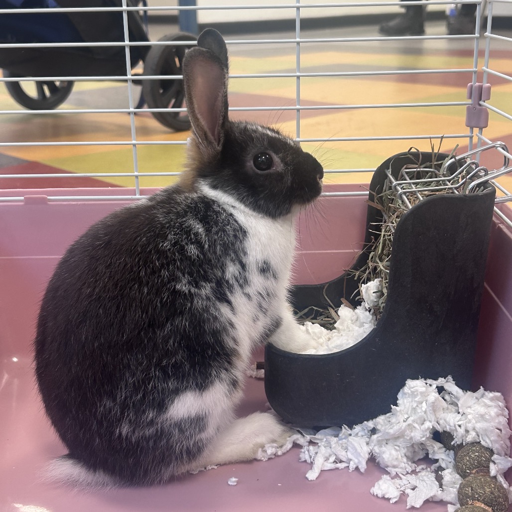 Shelter Stray Male Rabbit last seen , Philadelphia, PA 19140