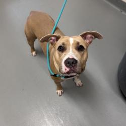 Shelter Stray Female Dog last seen , Asheville, NC 28806