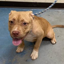 Shelter Stray Male Dog last seen , Memphis, TN 38133