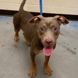Shelter Stray Male Dog last seen , Memphis, TN 38133