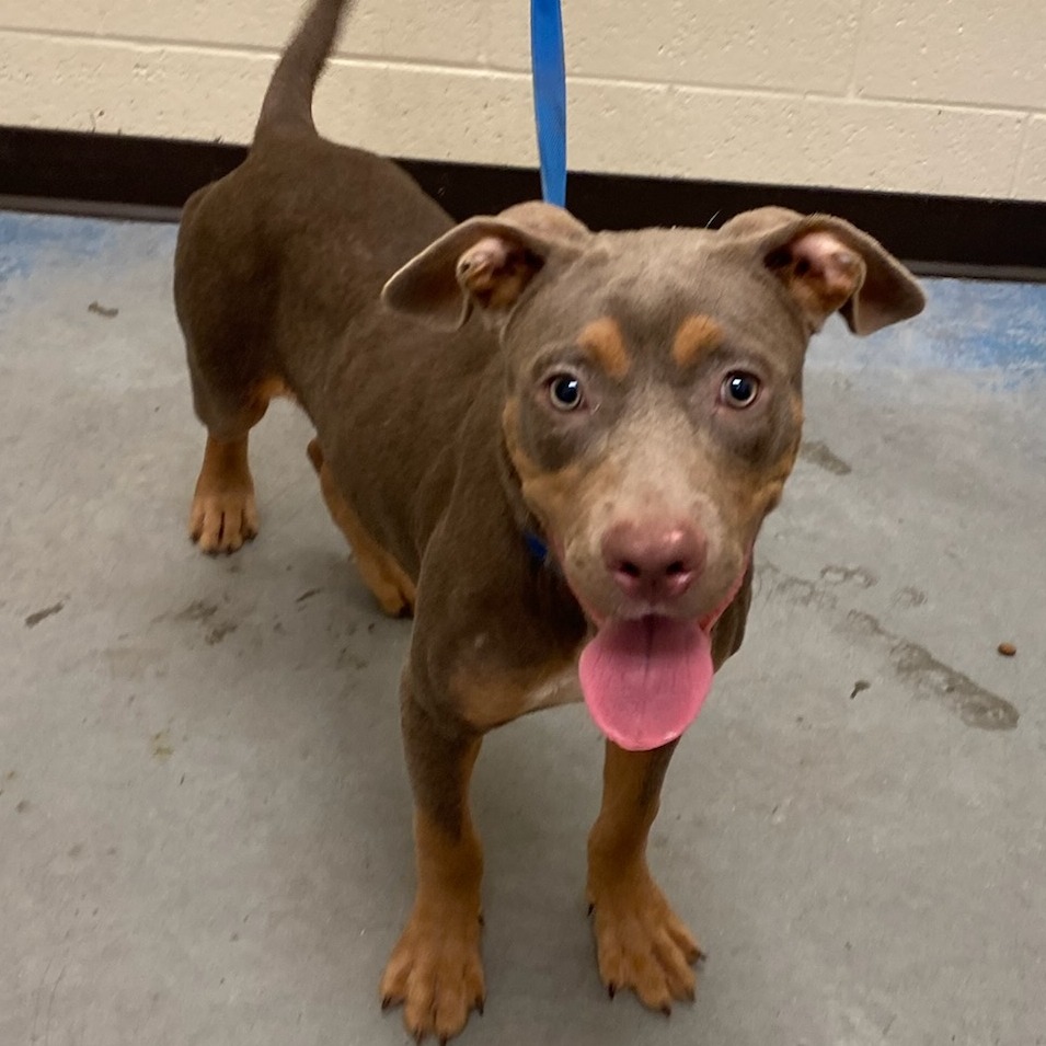 Shelter Stray Male Dog last seen , Memphis, TN 38133
