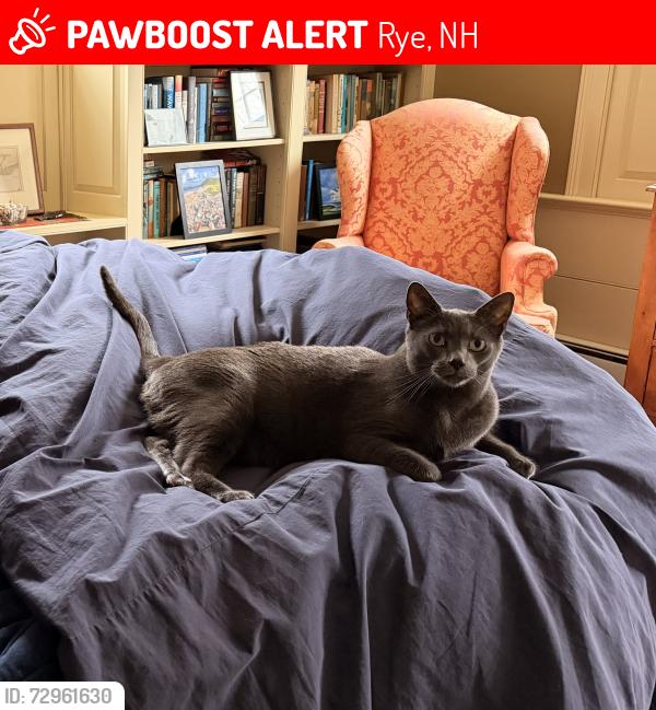 Lost Male Cat last seen Brackett Rd, between Washington & Wallis Roads, Rye, NH 03870