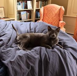Lost Male Cat last seen Brackett Rd, between Washington & Wallis Roads, Rye, NH 03870