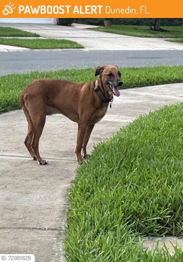 Surrendered Male Dog last seen Virginia and Lakehaven, Dunedin, FL 34698
