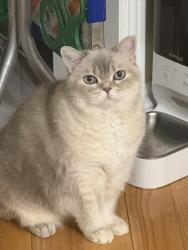 Lost Female Cat last seen Erin Mills Parkway & Mcfarren Blvd , Mississauga, ON L5M 5Z8