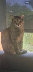 Lost Female Cat last seen Great egret st, Orland Park, IL 60462