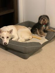 Reunited Female Dog last seen Smyers, Benton Harbor, MI 49022