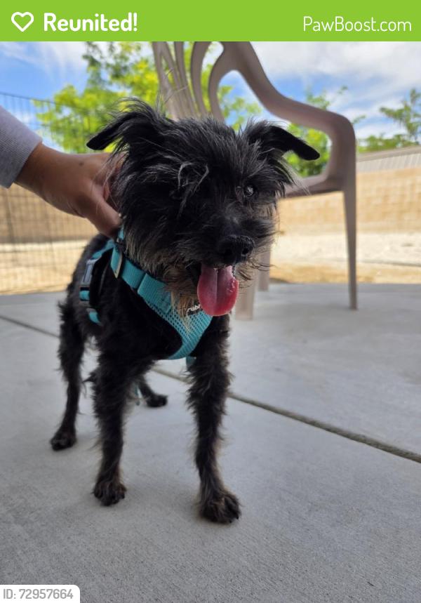 Reunited Male Dog last seen W Ave J8 & 45th St W, Lancaster, CA 93536, USA, Lancaster, CA 93536