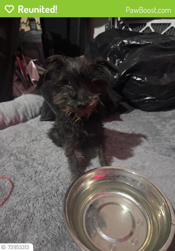 Reunited Male Dog last seen 45th St W & W Ave J8, Lancaster, CA 93536, USA, Lancaster, CA 93536