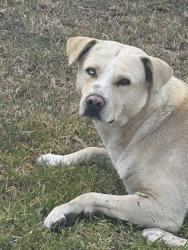 Found/Stray Male Dog last seen Calabash Ave / whittram, San Bernardino County, CA 92335