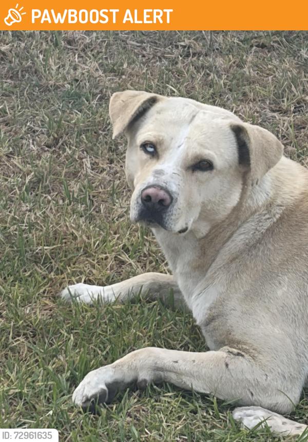 Found/Stray Male Dog last seen Calabash Ave / whittram, San Bernardino County, CA 92335