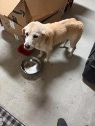 Reunited Female Dog last seen Hoo Shoo Too Lakes, Baton Rouge, LA 70817