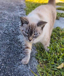 Lost Female Cat last seen Doctors charter school Miami Shores, Barry University , Miami, FL 33168
