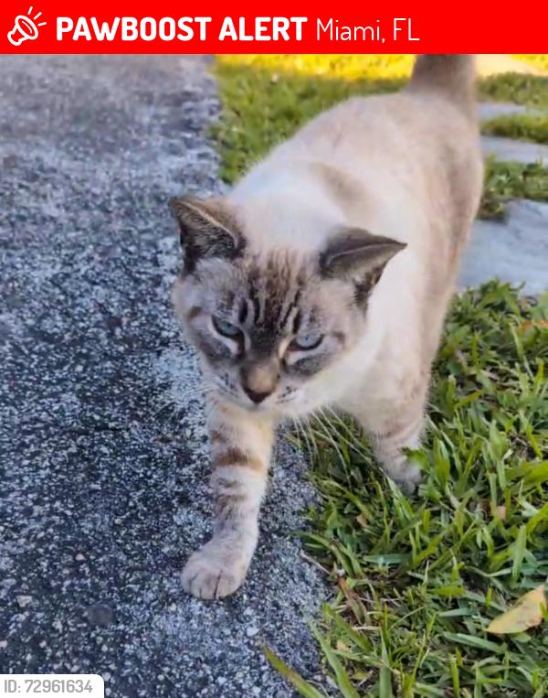 Lost Female Cat last seen Doctors charter school Miami Shores, Barry University, Miami, FL 33168