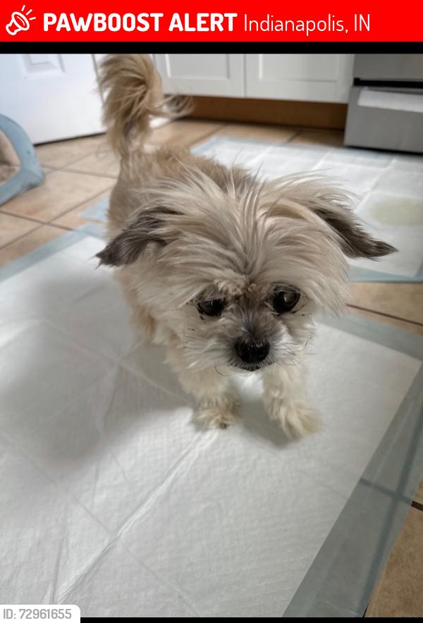 Lost Male Dog last seen Raceway Rd, Indianapolis, IN 46234