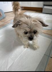 Lost Male Dog last seen Raceway Rd, Indianapolis, IN 46234
