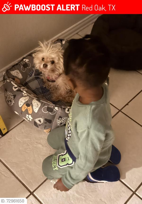 Lost Female Dog last seen Back porch of home on Stainback cross street is Batchler Rd., Red Oak, TX 75154