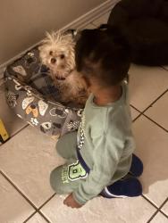 Lost Female Dog last seen Back porch of home on Stainback cross street is Batchler Rd., Red Oak, TX 75154