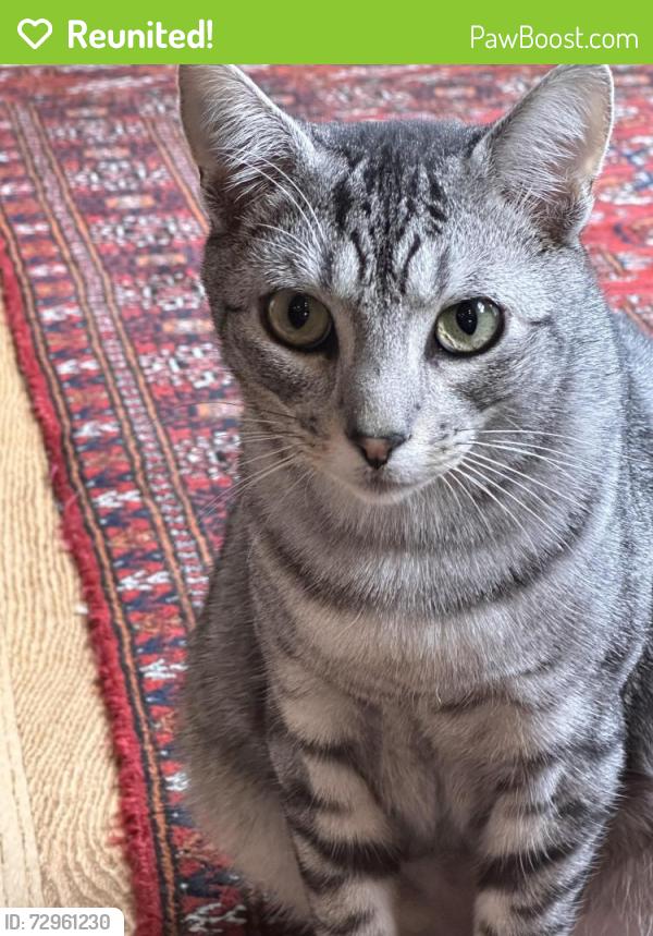 Reunited Male Cat last seen Tamarack Lane and Orchard Way, Lake Oswego, OR 97035