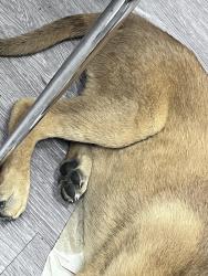 Found/Stray Male Dog last seen San Pascual & Hough, Los Angeles, CA 90042