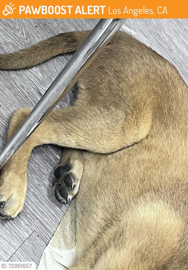 Found/Stray Male Dog last seen San Pascual & Hough, Los Angeles, CA 90042