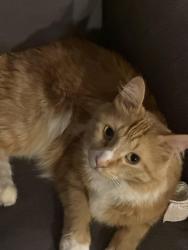 Lost Male Cat last seen South side of Diamond Lake, Minneapolis, MN 55419
