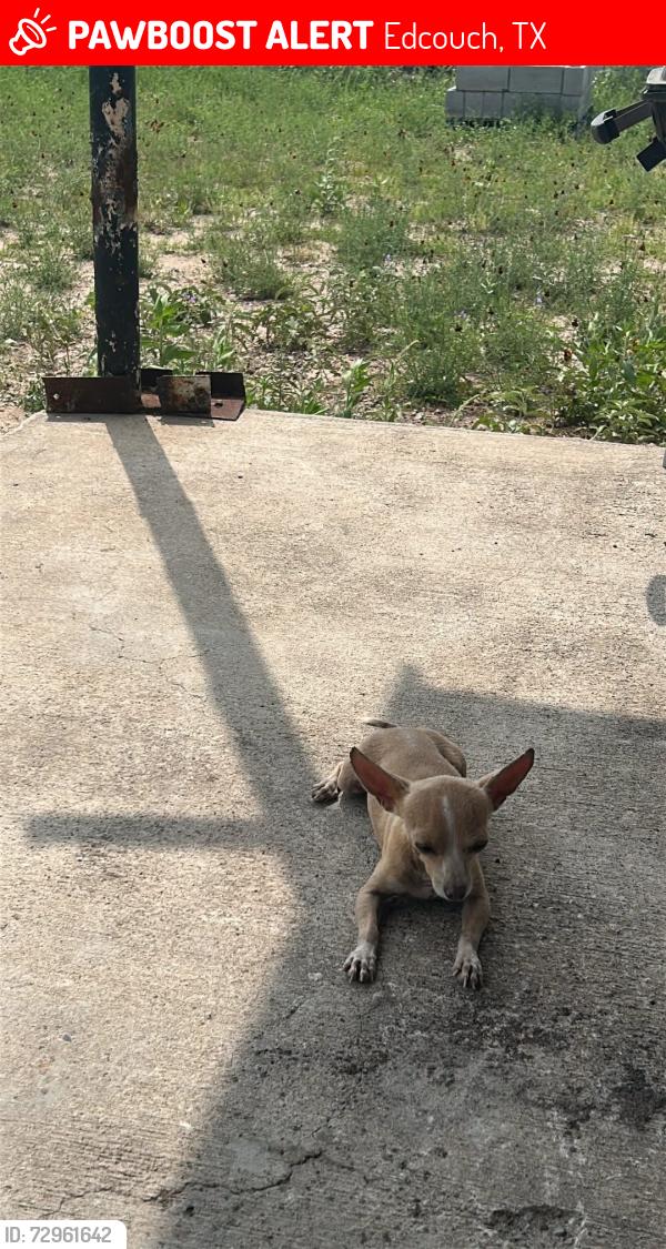 Lost Female Dog last seen Near Las Cumbres Drive , Edcouch, TX 78538